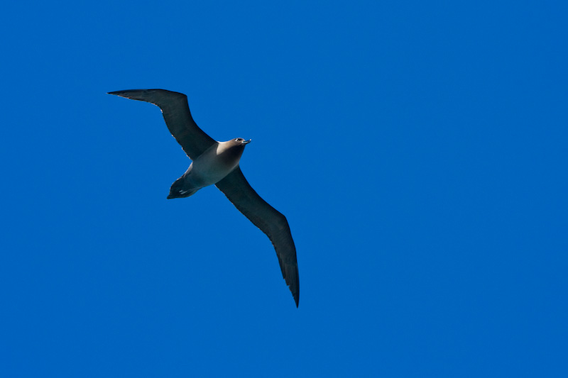 Light-Mantled Sooty Albatross In Flight